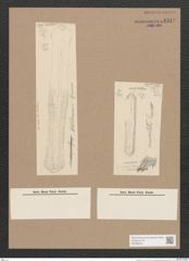 Navicula sp. (de-Toni-Nr.: Genus 1) Zeichnungen Sammlung Grunow Nr. 1519 (NHMW-BOT-W0368045)